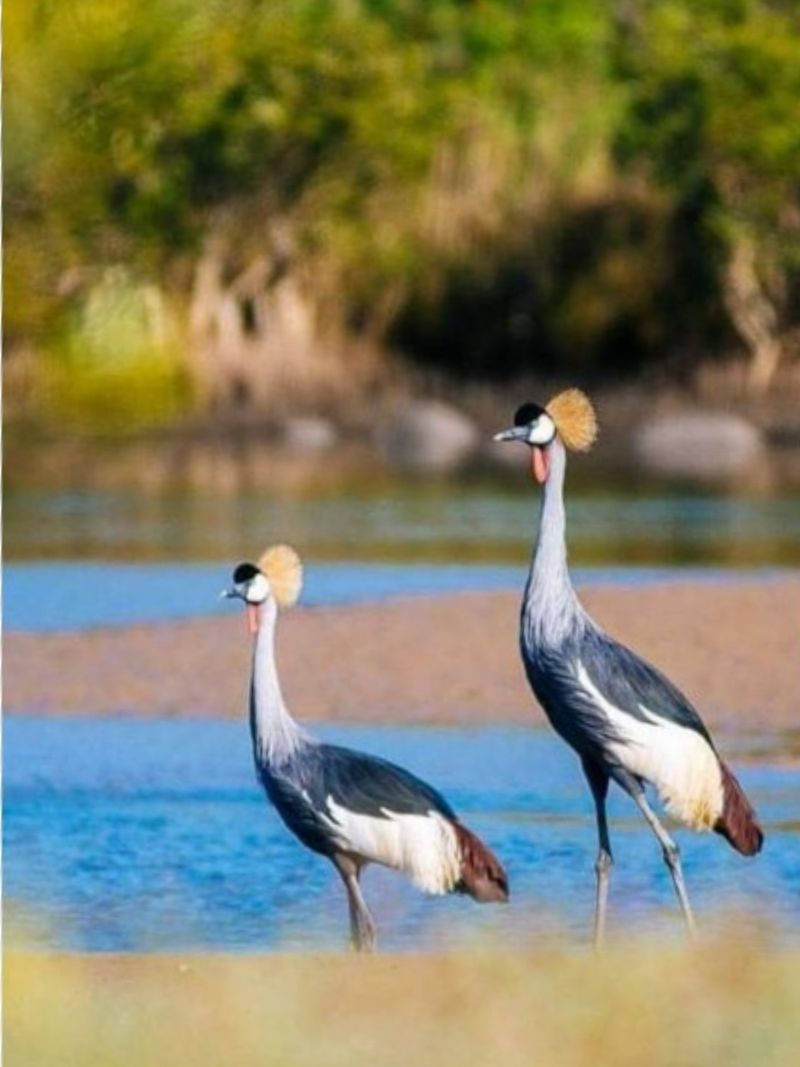 Birdlife along a coastal estuary