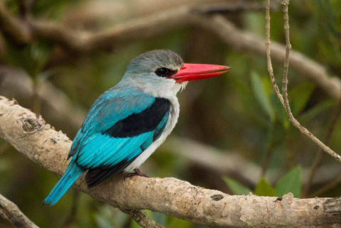A bird perched among coastal woodland
