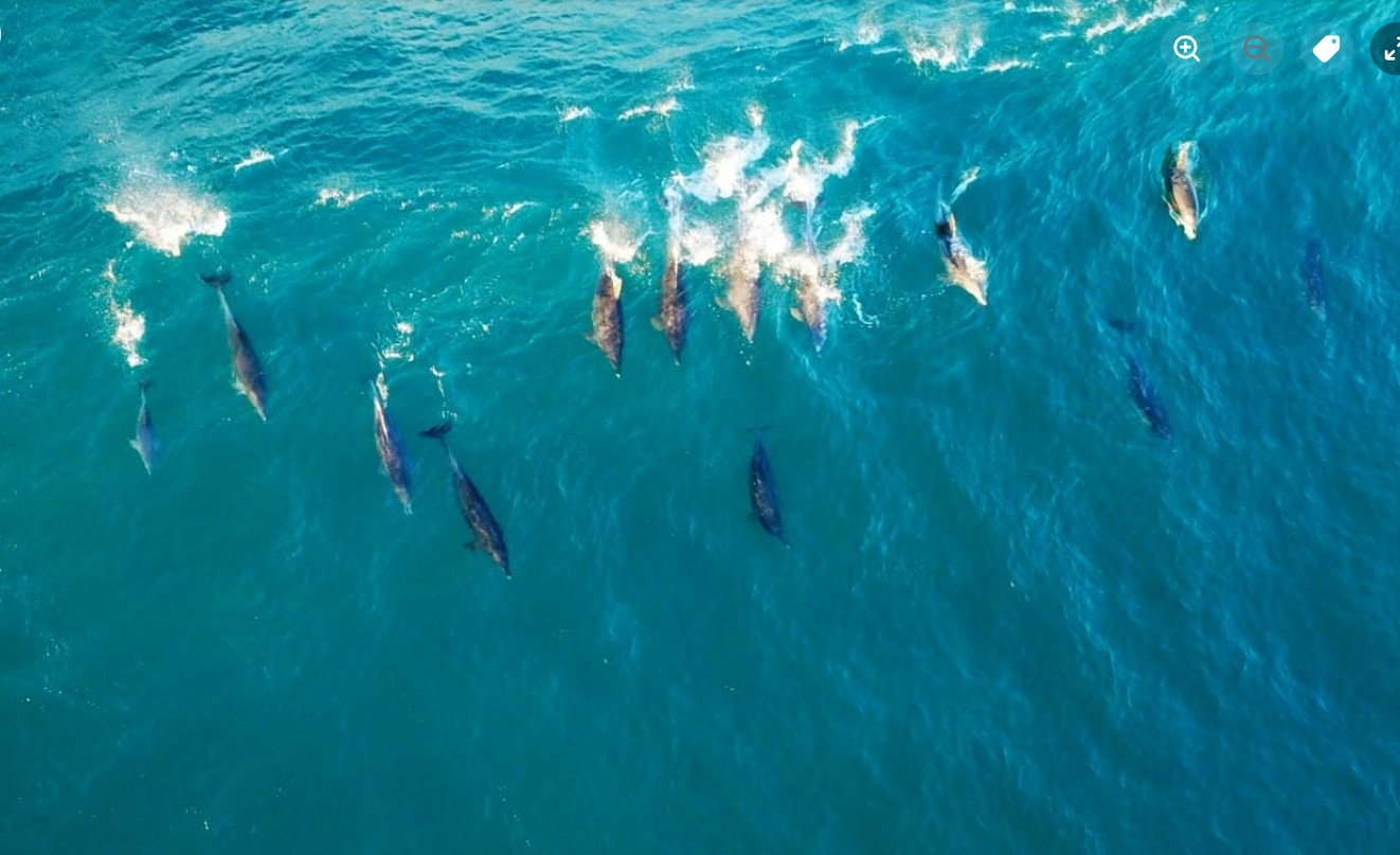 Marine life in the waters off the Wild Coast