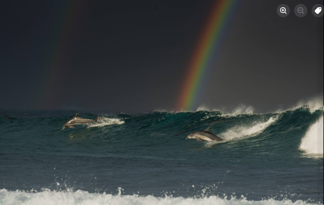 Marine life in the waters off the Wild Coast